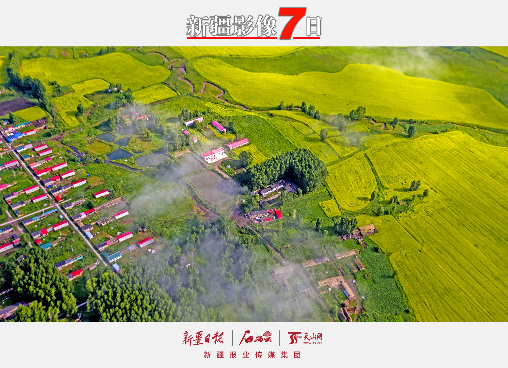 7月13日，在昭蘇縣洪納海鎮(zhèn)附近的油菜花海（無人機拍攝）。昭蘇縣是新疆重要的油菜種植基地，油菜種植面積50萬畝左右，每年7月中旬前后，一望無際的油菜花海猶如一條條金色的織毯將昭蘇大草原裝扮的分外美麗。李文武攝