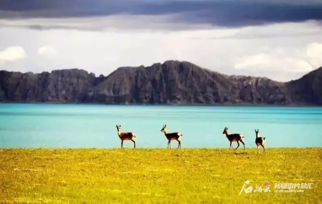 阿爾金山國家級自然保護(hù)區(qū)美景。保護(hù)區(qū)提供