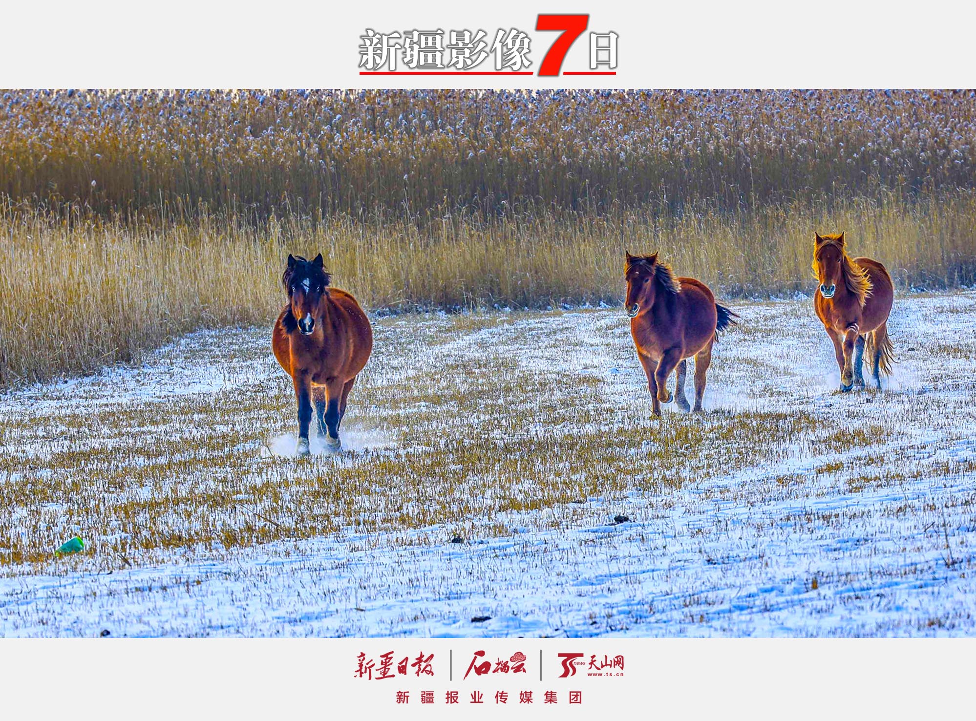 12月7日，駿馬在那拉提國家濕地公園的雪地上奔跑。大雪節(jié)氣，新源縣那拉提國家濕地公園銀裝素裹，奔馳的駿馬為寂靜的雪原平添一份活力。 張文庭攝