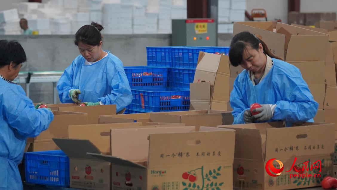 工人正在分揀、裝箱。人民網(wǎng) 李龍攝