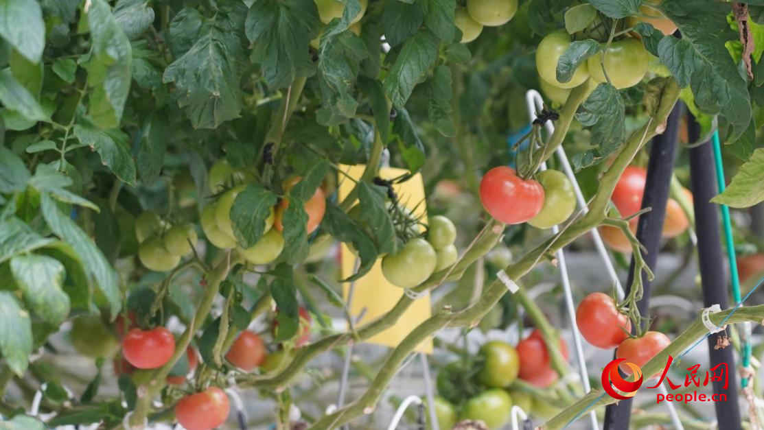 種植的大果番茄，每穗可結(jié)果四五個。人民網(wǎng) 李龍攝
