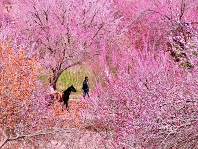 【文化中國(guó)行】在新疆尋找春天